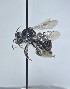  ( - WRME.MFK.38881)  @11 [ ] by (2025) Jason Gibbs University of Manitoba