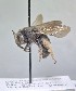  ( - WRME0501676)  @11 [ ] by (2025) Jason Gibbs University of Manitoba