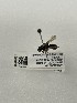  (Protandrena piercei - WRME0506631)  @11 [ ] by-nc-sa (2021) Jason Gibbs University of Manitoba