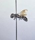  (Heriades carinata - WRME0507342)  @11 [ ] by (2025) Jason Gibbs University of Manitoba