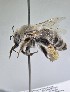  ( - WRME0507790)  @11 [ ] by (2025) Jason Gibbs University of Manitoba
