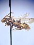  ( - WRME0514404)  @11 [ ] by (2025) Jason Gibbs University of Manitoba