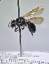  (Lasioglossum alexanderi - WRME0519712)  @11 [ ] by (2025) Jason Gibbs University of Manitoba