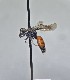  (Sphecodes galerus - WRME0521798)  @11 [ ] by (2025) Jason Gibbs University of Manitoba