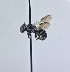  (Heriades variolosa variolosa - WRME_EJH02019)  @11 [ ] by (2025) Jason Gibbs University of Manitoba