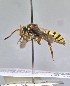  ( - WRME_KLB01043)  @11 [ ] by (2025) Jason Gibbs University of Manitoba