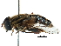  (Helophilus fasciatus - BIOUG01794-H01)  @15 [ ] CreativeCommons - Attribution (2016) CBG Photography Group Centre for Biodiversity Genomics