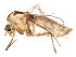  (Orthocladius smolandicus - BIOUG01672-G10)  @13 [ ] CreativeCommons - Attribution (2012) CBG Photography Group Centre for Biodiversity Genomics