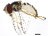  (Allograpta obliqua - BIOUG01794-C01)  @15 [ ] CreativeCommons - Attribution (2012) CBG Photography Group Centre for Biodiversity Genomics