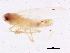  (Eratoneura concisa - BIOUG01652-D05)  @13 [ ] CreativeCommons - Attribution (2012) CBG Photography Group Centre for Biodiversity Genomics