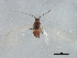  (Myzus cerasi - BIOUG01652-F07)  @13 [ ] CreativeCommons - Attribution (2012) CBG Photography Group Centre for Biodiversity Genomics