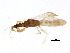  (Enicocephalinae - BIOUG01799-E05)  @14 [ ] CreativeCommons - Attribution (2012) CBG Photography Group Centre for Biodiversity Genomics