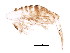  ( - BIOUG01671-F03)  @14 [ ] CreativeCommons - Attribution (2012) CBG Photography Group Centre for Biodiversity Genomics
