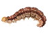  ( - BIOUG01862-E01)  @13 [ ] CreativeCommons - Attribution (2012) CBG Photography Group Centre for Biodiversity Genomics