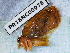  ( - PR16NC00975)  @11 [ ] Copyright (2020) Rodolphe Rougerie Museum national d'Histoire naturelle