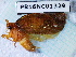  ( - PR16NC01329)  @11 [ ] Copyright (2020) Rodolphe Rougerie Museum national d'Histoire naturelle