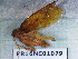  ( - PR16NC01079)  @11 [ ] Copyright (2020) Rodolphe Rougerie Museum national d'Histoire naturelle