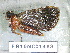  (Hydrillodes nr. dimissalis - PR16NC01488)  @11 [ ] Copyright (2020) Rodolphe Rougerie Museum national d'Histoire naturelle
