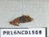  (Sabatinca nr. delobeli - PR16NC01568)  @11 [ ] Copyright (2020) Rodolphe Rougerie Museum national d'Histoire naturelle