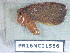  ( - PR16NC01566)  @11 [ ] Copyright (2020) Rodolphe Rougerie Museum national d'Histoire naturelle