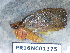  ( - PR16NC01375)  @11 [ ] Copyright (2020) Rodolphe Rougerie Museum national d'Histoire naturelle