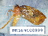  ( - PR16NC00889)  @11 [ ] Copyright (2020) Rodolphe Rougerie Museum national d'Histoire naturelle
