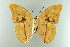  (Archaeoprepona amphimachus amphiktion - AIV 003)  @13 [ ] Unspecified (default): All Rights Reserved  Unspecified Unspecified
