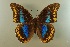  ( - AIV 037)  @14 [ ] Unspecified (default): All Rights Reserved  Unspecified Unspecified