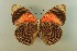  ( - AIV 068)  @13 [ ] Unspecified (default): All Rights Reserved  Unspecified Unspecified
