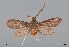  ( - CASENT8406975)  @11 [ ] CreativeCommons - Attribution Non-Commercial Share-Alike (2017) Christopher C. Grinter California Academy of Sciences