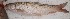  ( - MOUN11)  @11 [ ] Unspecified (default): All Rights Reserved  Unspecified Unspecified
