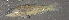 (Etheostoma neopterum - 29857.02)  @13 [ ] Unspecified (default): All Rights Reserved  Unspecified Unspecified