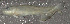  (Catostomus catostomus - 31932.01)  @12 [ ] Unspecified (default): All Rights Reserved  Unspecified Unspecified
