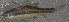  (Notropis chalybaeus - 33210.01)  @13 [ ] Unspecified (default): All Rights Reserved  Unspecified Unspecified