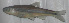  (Notropis leuciodus - 40243.05)  @13 [ ] Unspecified (default): All Rights Reserved  Unspecified Unspecified