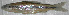  (Notropis mekistocholas - 40559.01)  @13 [ ] Unspecified (default): All Rights Reserved  Unspecified Unspecified