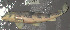  (Hypentelium nigricans - 43393.01)  @14 [ ] Unspecified (default): All Rights Reserved  Unspecified Unspecified
