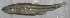  (Notropis heterolepis - 44310)  @13 [ ] Unspecified (default): All Rights Reserved  Unspecified Unspecified