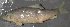  (Moxostoma erythrurum - 46693.02)  @13 [ ] Unspecified (default): All Rights Reserved  Unspecified Unspecified