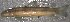  (Moxostoma ariommum - 46790)  @12 [ ] Unspecified (default): All Rights Reserved  Unspecified Unspecified
