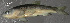  (Clinostomus - 47617.01)  @13 [ ] Unspecified (default): All Rights Reserved  Unspecified Unspecified