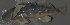  (Etheostoma swannanoa - 47750.02)  @13 [ ] Unspecified (default): All Rights Reserved  Unspecified Unspecified
