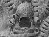  ( - ZMBN_155069)  @11 [ ] Creative Commons BY SA (2023) University of Oslo Natural History Museum
