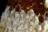  (Escharella - NTNU-VM-85992)  @11 [ ] Creative Commons BY SA (2024) NTNU University Museum, Department of Natural History NTNU University Museum, Department of Natural History