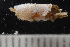  ( - ZMBN_166167)  @11 [ ] Creative Commons BY SA (2024) University of Bergen Natural History Collections