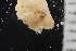  (Cribrilina punctata - ZMBN_166176)  @11 [ ] Creative Commons BY SA (2024) University of Bergen Natural History Collections