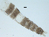  ( - SEG8)  @12 [ ] CreativeCommons - Attribution Non-Commercial Share-Alike (2013) Unspecified NTNU Museum of Natural History and Archaeology
