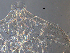  ( - SEG8)  @12 [ ] CreativeCommons - Attribution Non-Commercial Share-Alike (2013) Unspecified NTNU Museum of Natural History and Archaeology