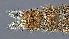  (Cricotopus varipes - SEG108)  @11 [ ] CreativeCommons - Attribution Share-Alike (2023) Unspecified Towson University