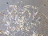  ( - SEG11)  @12 [ ] CreativeCommons - Attribution Non-Commercial Share-Alike (2013) Unspecified NTNU Museum of Natural History and Archaeology